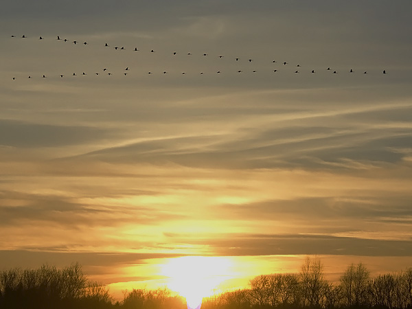 Kurki, Common Crane, Grus grus